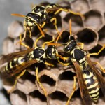 Solutions pour la destruction de nid de frelons