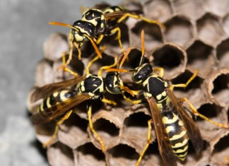 Solutions pour la destruction de nid de frelons