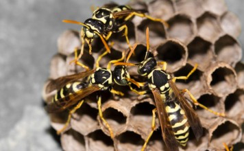 Solutions pour la destruction de nid de frelons