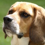 Les éléments à connaitre sur le dressage des chiens guides d’aveugles