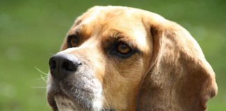 Les éléments à connaitre sur le dressage des chiens guides d’aveugles