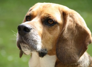 Les éléments à connaitre sur le dressage des chiens guides d’aveugles