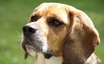 Les éléments à connaitre sur le dressage des chiens guides d’aveugles