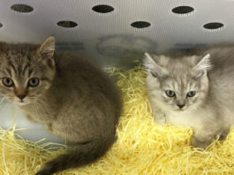 Comment choisir une société de location d’animaux