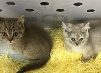 Comment choisir une société de location d’animaux