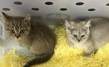 Comment choisir une société de location d’animaux