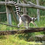 Explorer la richesse faunistique et floristique de Madagascar