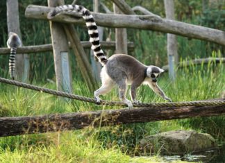 Explorer la richesse faunistique et floristique de Madagascar