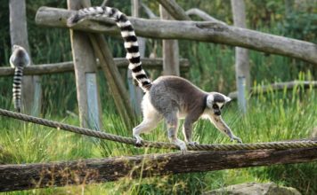 Explorer la richesse faunistique et floristique de Madagascar