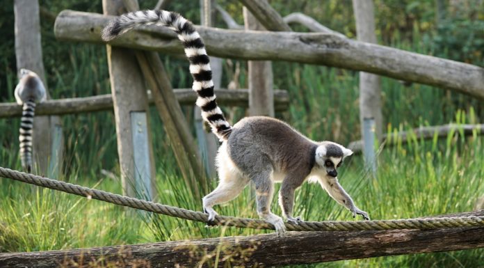 Explorer la richesse faunistique et floristique de Madagascar