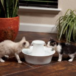 Fontaine à eau pour chat : Pourquoi est-ce important ?