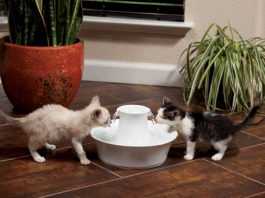 Fontaine à eau pour chat : Pourquoi est-ce important ?