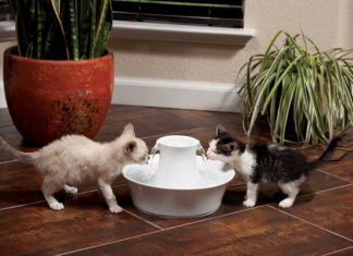 Fontaine à eau pour chat : Pourquoi est-ce important ?