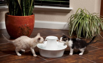 Fontaine à eau pour chat : Pourquoi est-ce important ?