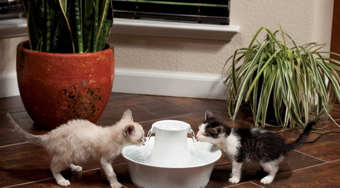 Fontaine à eau pour chat : Pourquoi est-ce important ?