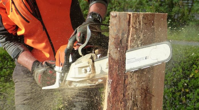 Quels sont les avantages des travaux d’élagage d’arbre ?