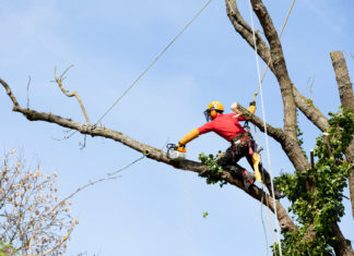 Tout savoir sur l’élagage de la cime d’un arbre