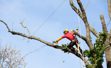 Tout savoir sur l’élagage de la cime d’un arbre