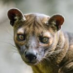 Les bonnes raisons de lire un blog à Madagascar