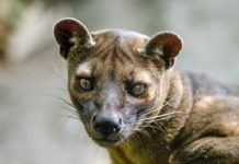 Les bonnes raisons de lire un blog à Madagascar