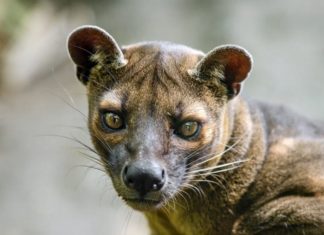 Les bonnes raisons de lire un blog à Madagascar