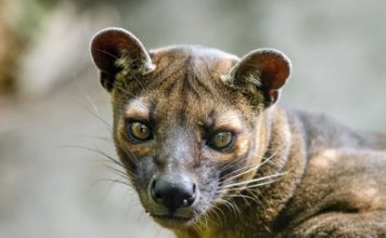 Les bonnes raisons de lire un blog à Madagascar