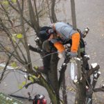 Quels sont les avantages de l’élagage d’arbres?