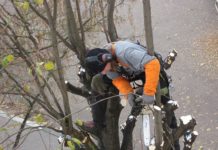 Quels sont les avantages de l’élagage d’arbres?