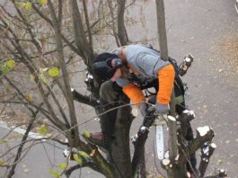 Quels sont les avantages de l’élagage d’arbres?