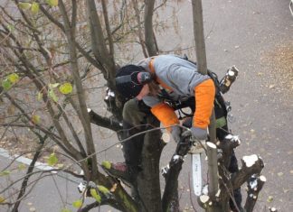 Quels sont les avantages de l’élagage d’arbres?