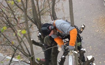Quels sont les avantages de l’élagage d’arbres?