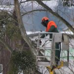 Travaux d’élagage : les points essentiels à connaître