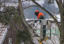 Travaux d’élagage : les points essentiels à connaître
