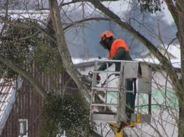Travaux d’élagage : les points essentiels à connaître
