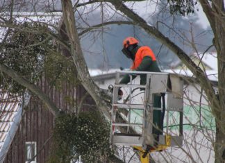 Travaux d’élagage : les points essentiels à connaître