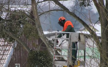 Travaux d’élagage : les points essentiels à connaître