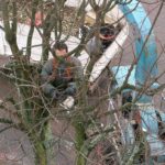 4 astuces pour réussir les travaux d’élagage