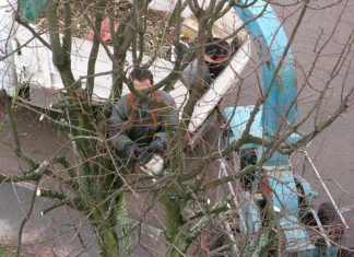 4 astuces pour réussir les travaux d’élagage