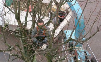 4 astuces pour réussir les travaux d’élagage