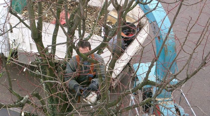 4 astuces pour réussir les travaux d’élagage