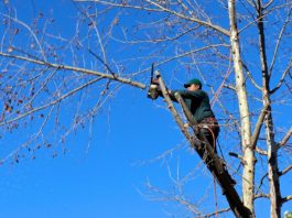 En quoi consiste le métier d’un élagueur professionnel ?