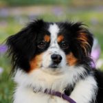 Chien : top 5 des meilleurs régimes contre les allergies alimentaires
