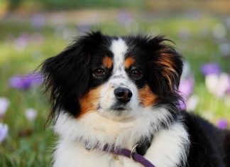 Chien : top 5 des meilleurs régimes contre les allergies alimentaires