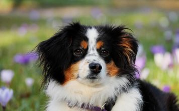 Chien : top 5 des meilleurs régimes contre les allergies alimentaires