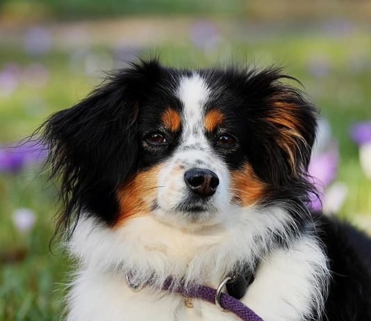 Chien : top 5 des meilleurs régimes contre les allergies alimentaires