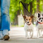 Le collier de dressage pour chien : utile ou pas ?