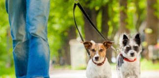Le collier de dressage pour chien : utile ou pas ?