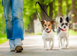 Le collier de dressage pour chien : utile ou pas ?