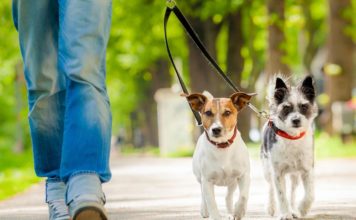 Le collier de dressage pour chien : utile ou pas ?