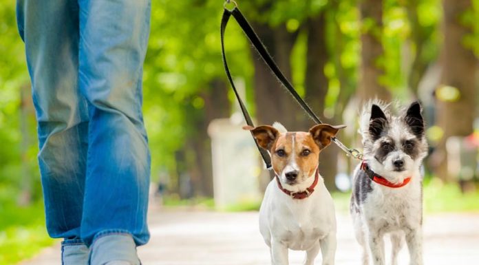 Le collier de dressage pour chien : utile ou pas ?